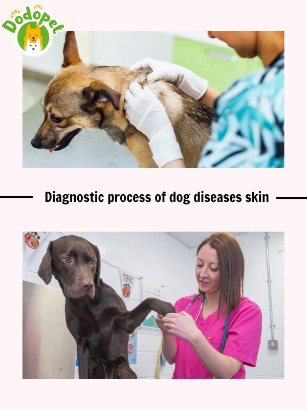 details-of-common-dog-diseases-skin-that-harm-health-of-dog-10