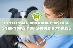 10-telltale-dog-kidney-disease-symptoms-you-should-not-miss-1
