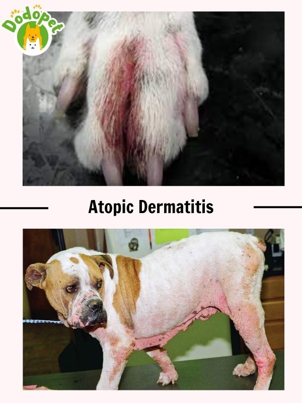 details-of-common-dog-diseases-skin-that-harm-health-of-dog-3