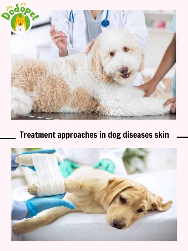 details-of-common-dog-diseases-skin-that-harm-health-of-dog-11