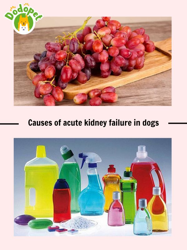 Learn-about-kidney-failure-in-dogs-to-protect-your-pet-3