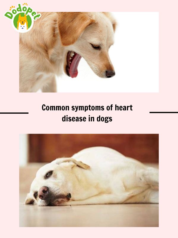 Learn-the-signs-that-cause-heart-disease-in-dogs-and-how-to-treat-it-3