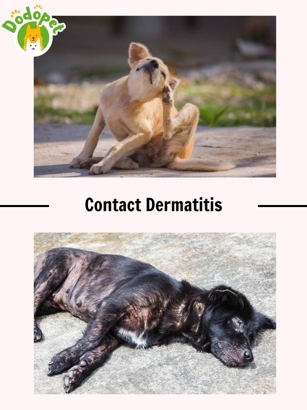 details-of-common-dog-diseases-skin-that-harm-health-of-dog-4