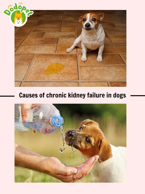 learn-about-kidney-failure-in-dogs-to-protect-your-pet-4