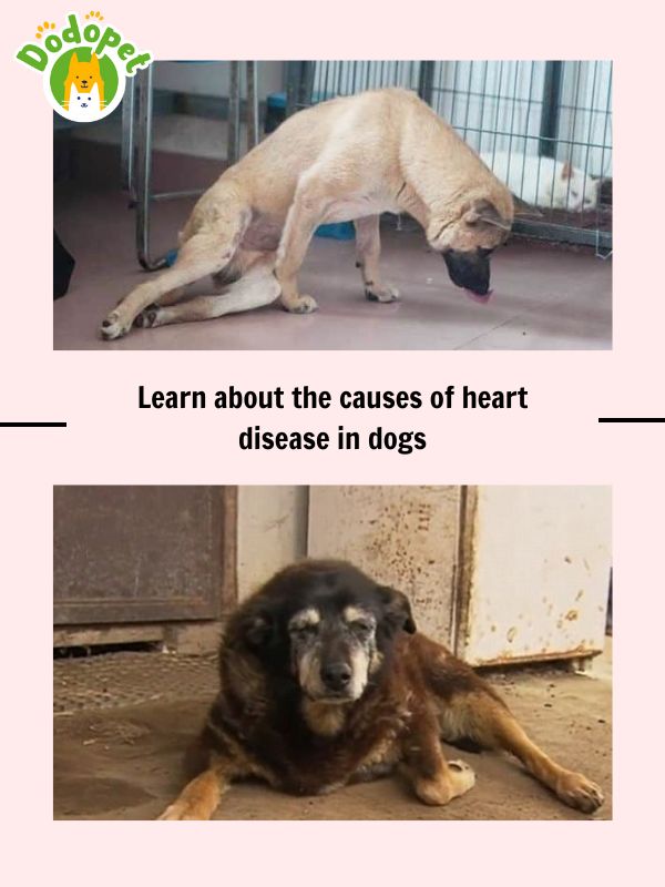 Learn-the-signs-that-cause-heart-disease-in-dogs-and-how-to-treat-it-