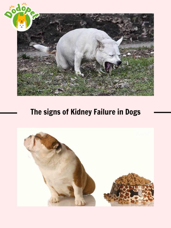learn-about-kidney-failure-in-dogs-to-protect-your-pet-5