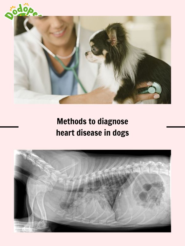 Learn-the-signs-that-cause-heart-disease-in-dogs-and-how-to-treat-it-5