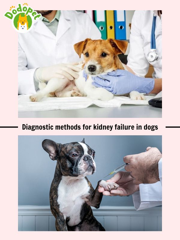 learn-about-kidney-failure-in-dogs-to-protect-your-pet-6