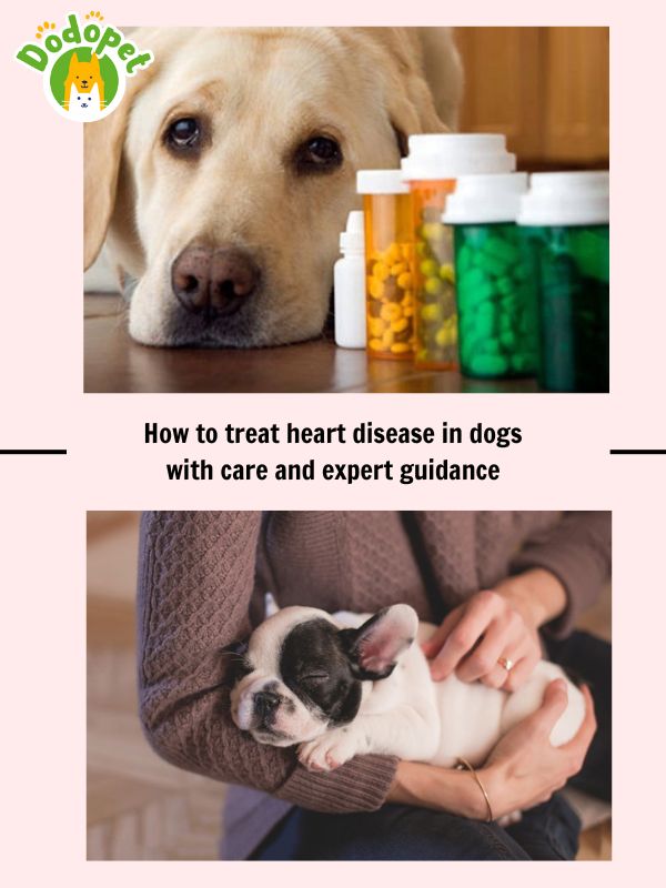 Learn-the-signs-that-cause-heart-disease-in-dogs-and-how-to-treat-it-6