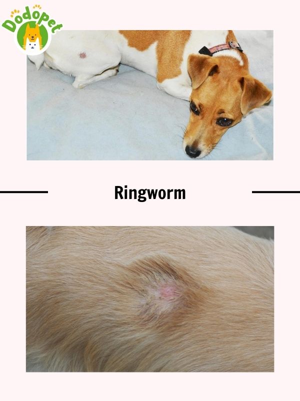 details-of-common-dog-diseases-skin-that-harm-health-of-dog-6