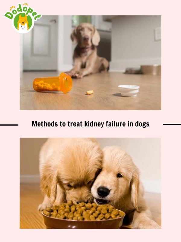learn-about-kidney-failure-in-dogs-to-protect-your-pet-7
