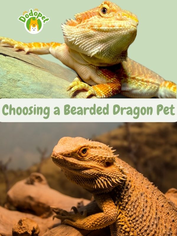 ultimate-guide-to-bearded-dragon-pet-care-maintenance-8