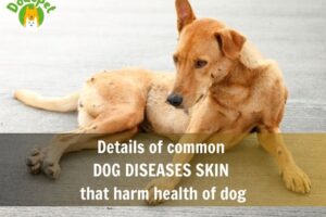 Details-of-common-dog-diseases-skin-that-harm-health-of- dog-1