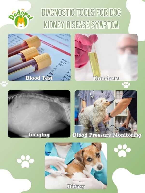 10-telltale-dog-kidney-disease-symptoms-you-should-not-miss-2