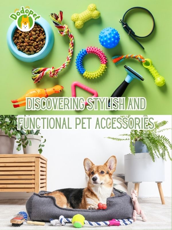 pet-accessories-the-guide-to-stylishness-and-functionality-9