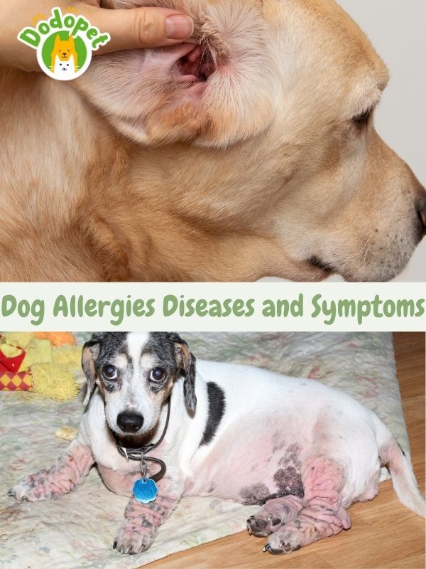 barking-up-the-wrong-tree-ignored-dog-diseases-and-symptoms-7