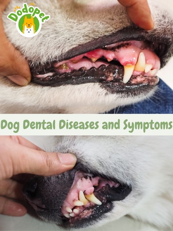 barking-up-the-wrong-tree-ignored-dog-diseases-and-symptoms-5