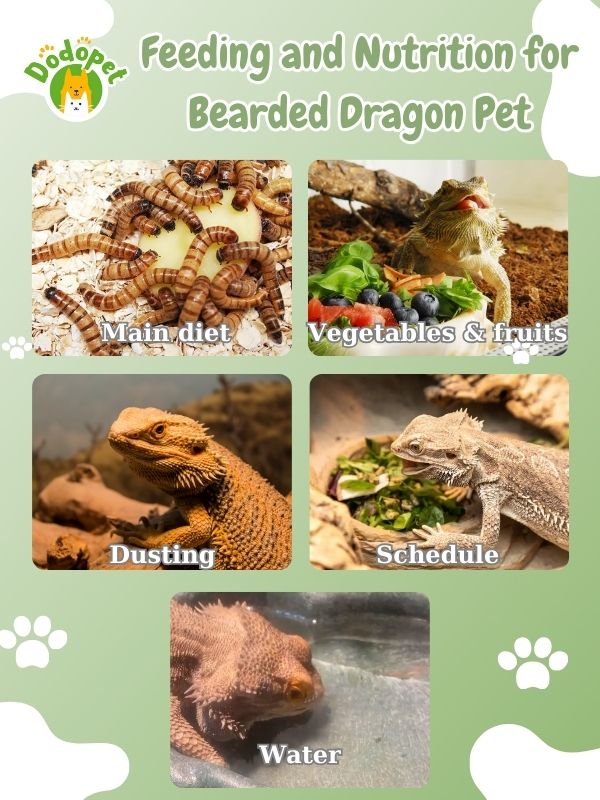 ultimate-guide-to-bearded-dragon-pet-care-maintenance-6