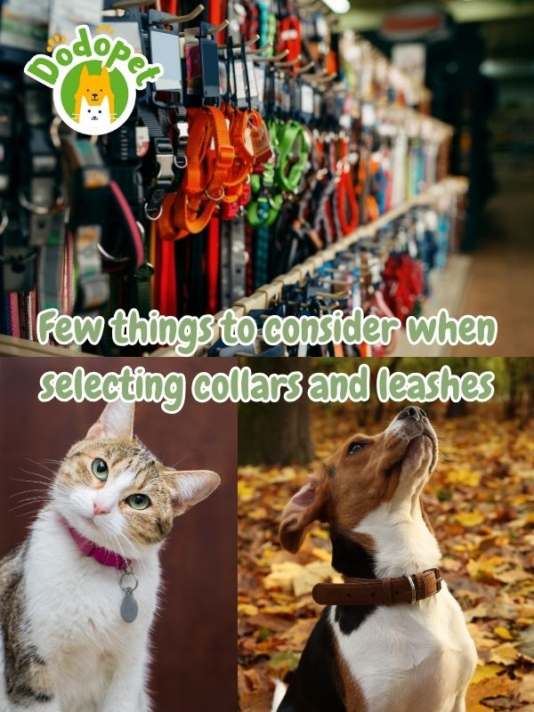 pet-accessories-the-guide-to-stylishness-and-functionality-3