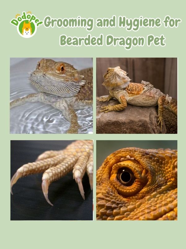 ultimate-guide-to-bearded-dragon-pet-care-maintenance-5