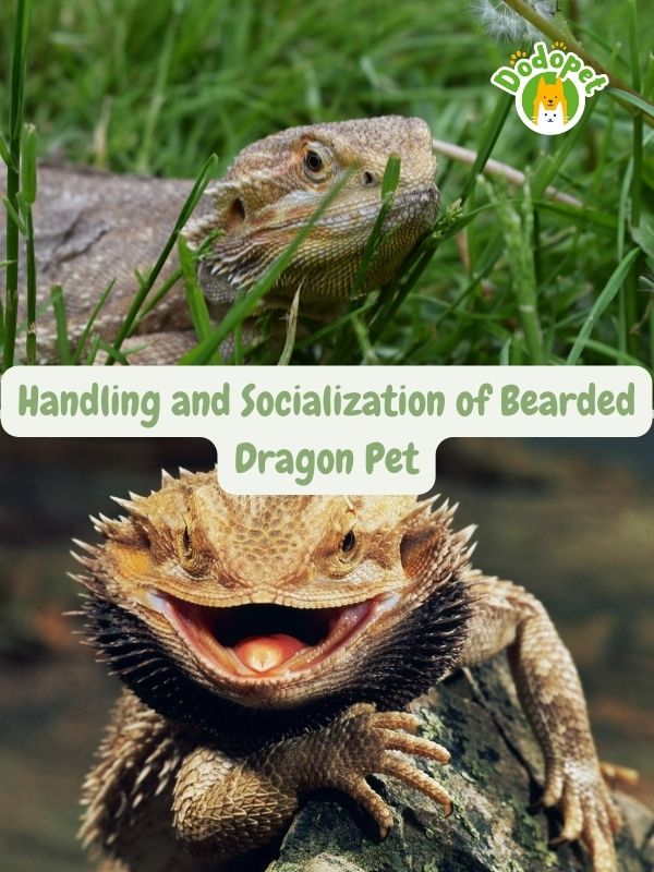 ultimate-guide-to-bearded-dragon-pet-care-maintenance-4