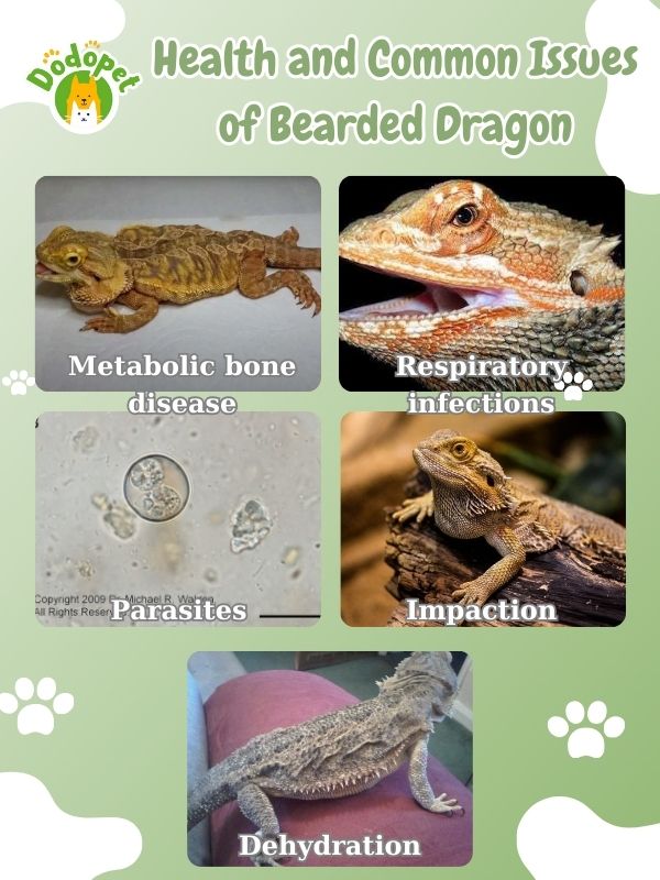 ultimate-guide-to-bearded-dragon-pet-care-maintenance-3