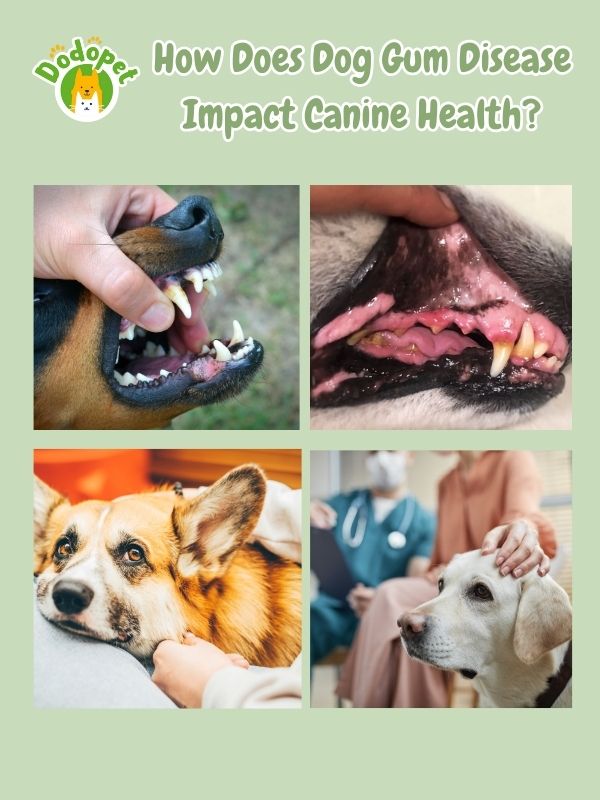 understanding-dog-gum-diseases-its-impact-on-canine-health-8