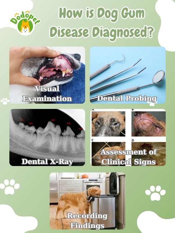 understanding-dog-gum-diseases-its-impact-on-canine-health-7