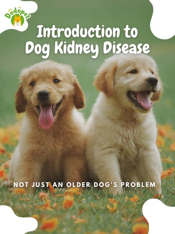 10-telltale-dog-kidney-disease-symptoms-you-should-not-miss-3