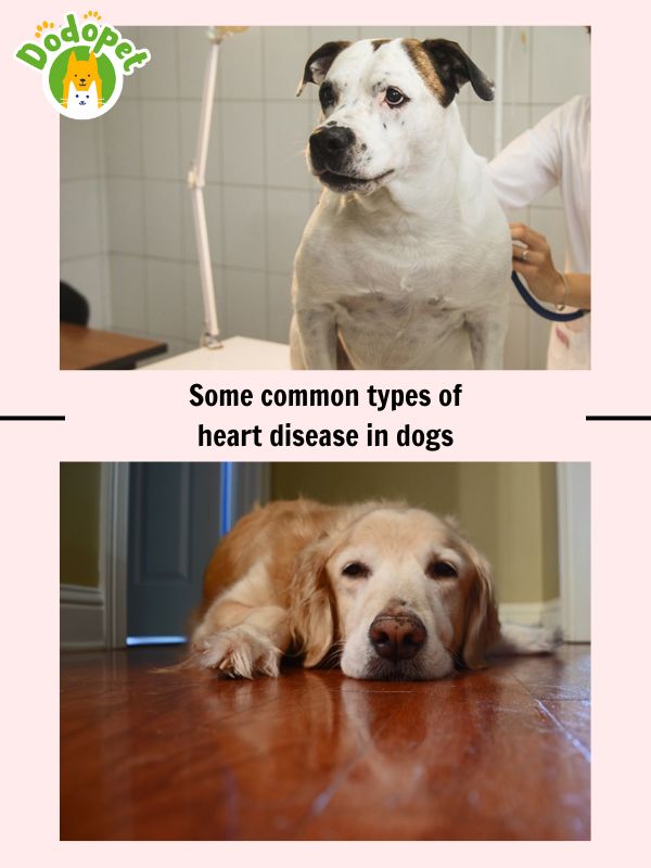 Learn-the-signs-that-cause-heart-disease-in-dogs-and-how-to-treat-it-2
