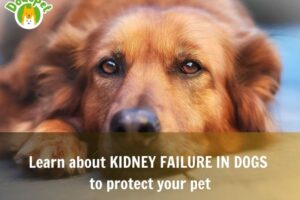 Learn-about-kidney-failure-in-dogs-to-protect-your-pet-1