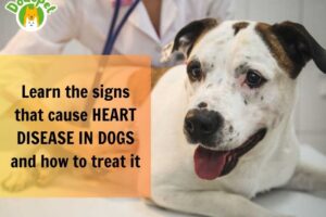 Learn-the-signs-that-cause-heart-disease-in-dogs-and-how-to-treat-it-1