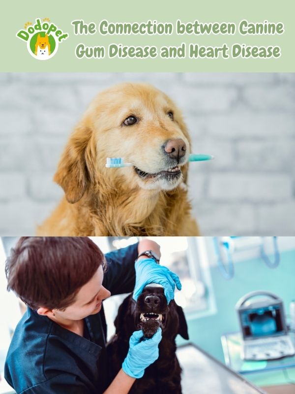 understanding-dog-gum-diseases-its-impact-on-canine-health-5