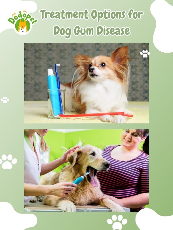 understanding-dog-gum-diseases-its-impact-on-canine-health-4