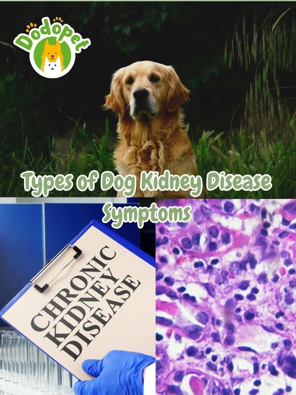 10-telltale-dog-kidney-disease-symptoms-you-should-not-miss-7