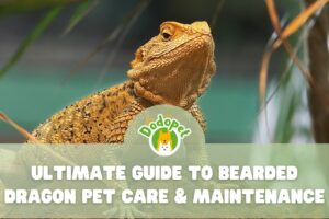 ultimate-guide-to-bearded-dragon-pet-care-maintenance-1