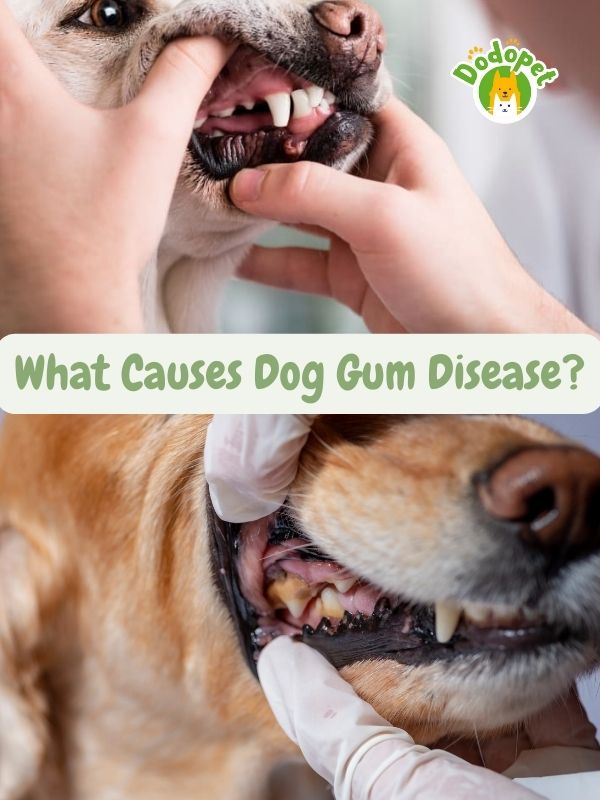 understanding-dog-gum-diseases-its-impact-on-canine-health-3