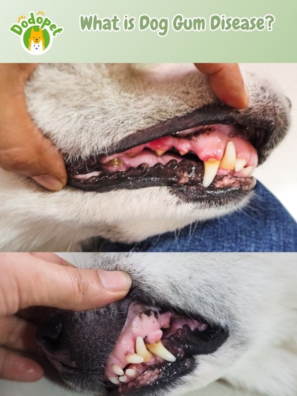 understanding-dog-gum-diseases-its-impact-on-canine-health-2