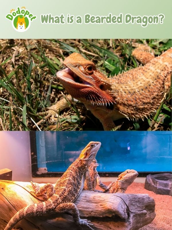 ultimate-guide-to-bearded-dragon-pet-care-maintenance-2