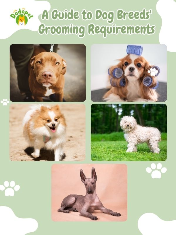 pet-grooming-at-home-8