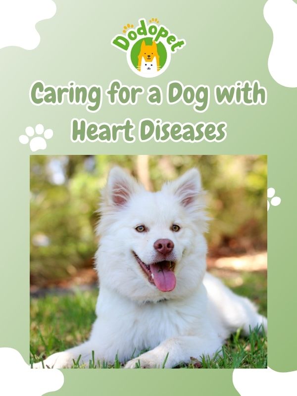 detect-prevent-dog-heart-disease-heart-to-heart-guide-2