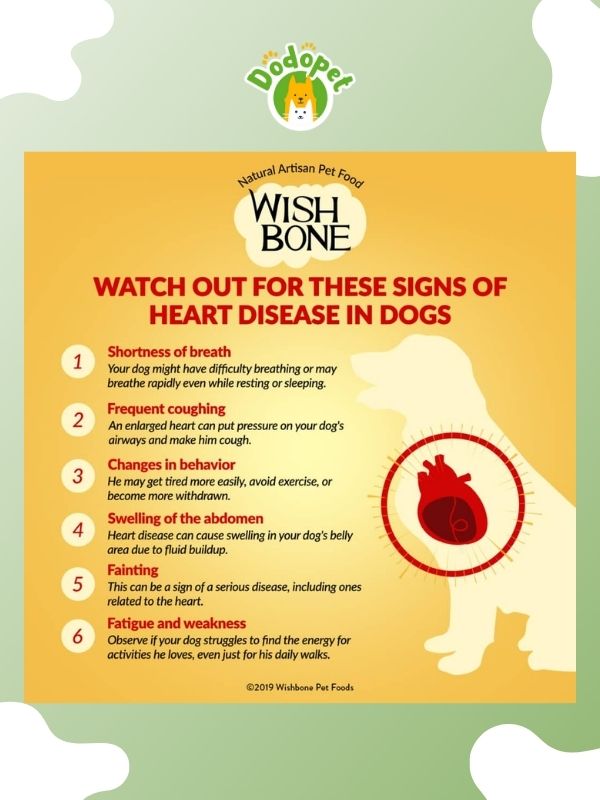 detect-prevent-dog-heart-disease-heart-to-heart-guide-4
