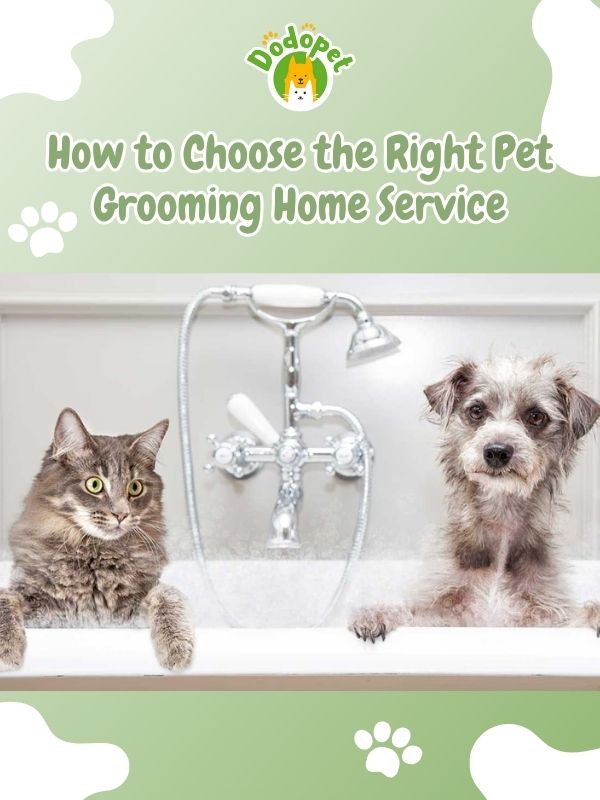pet-grooming-home-service-2