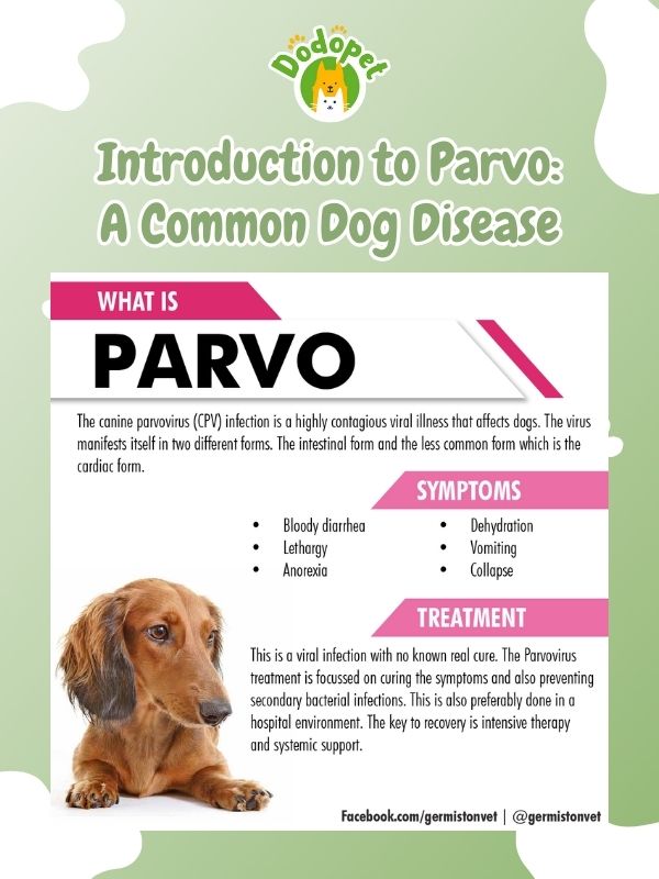spot-dog-diseases-understanding-spotting-parvo-symptoms-2