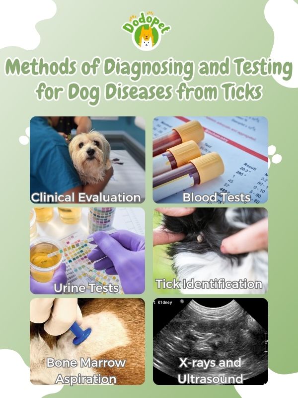 dog-diseases-from-ticks-2