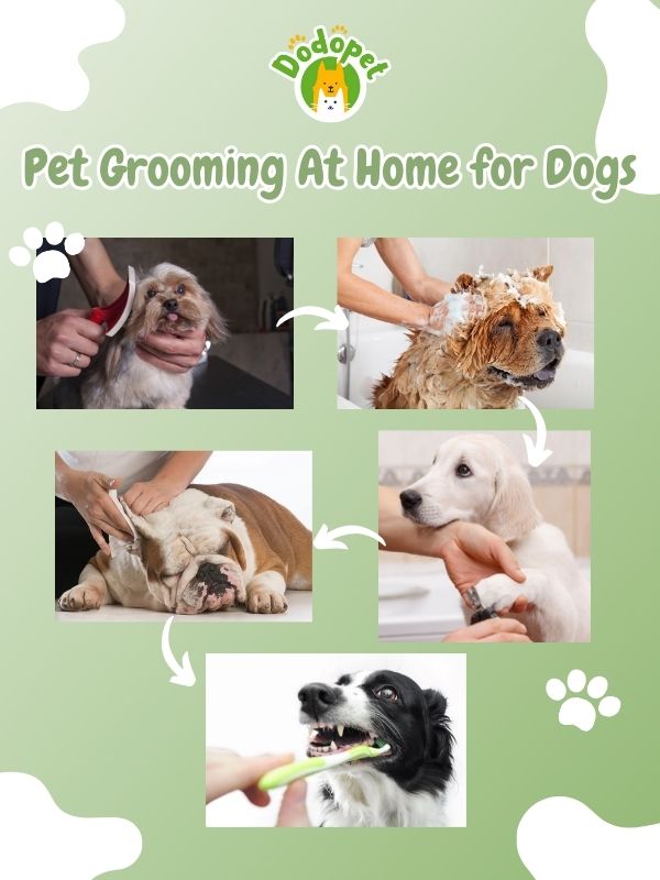 pet-grooming-at-home-5