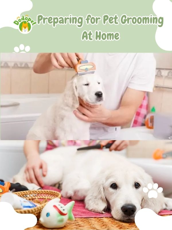 pet-grooming-at-home-4