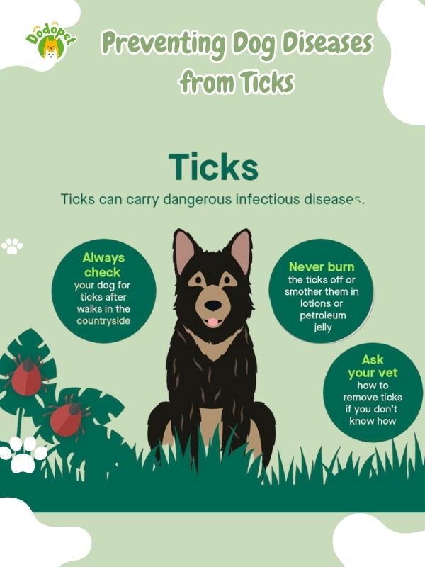 dog-diseases-from-ticks-3
