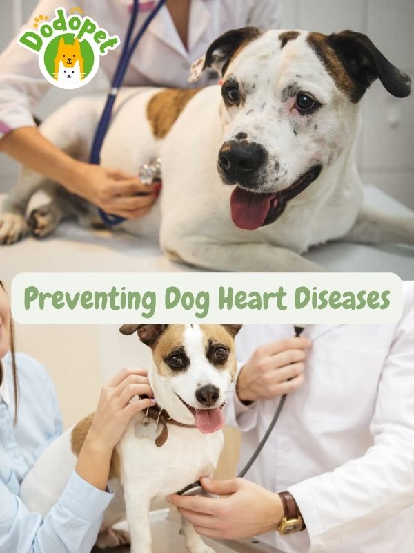 detect-prevent-dog-heart-disease-heart-to-heart-guide-6