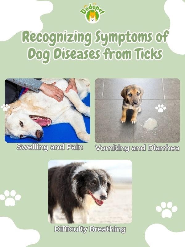 dog-diseases-from-ticks-4